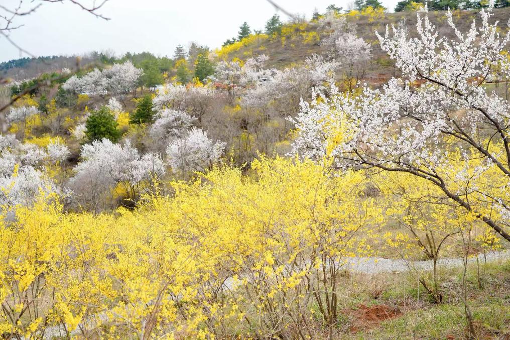 连翘花开满山“金”——山西安泽推动中药材产业高质量发展