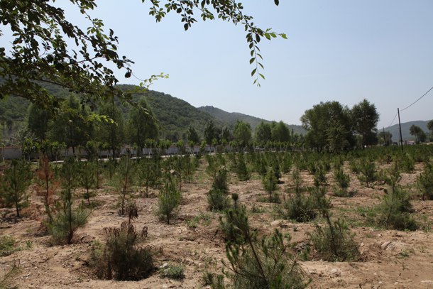 交口干部造林基地