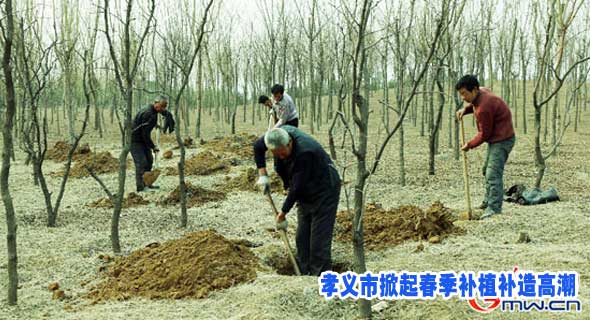 孝义市掀起春季补植补造高潮