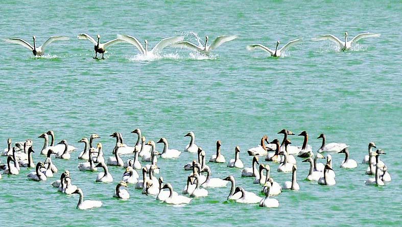 白天鹅&ldquo;首飞&rdquo;盂县